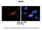 Ubiquitin Conjugating Enzyme E2 N antibody, 27-794, ProSci, Immunohistochemistry paraffin image 