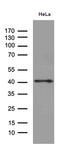 TATA-Box Binding Protein Associated Factor, RNA Polymerase I Subunit A antibody, M11189, Boster Biological Technology, Western Blot image 