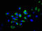Natural Cytotoxicity Triggering Receptor 1 antibody, LS-C672461, Lifespan Biosciences, Immunofluorescence image 