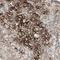 Alkaline Phosphatase, Biomineralization Associated antibody, NBP1-91659, Novus Biologicals, Immunohistochemistry frozen image 