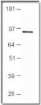 Phosphodiesterase 7B antibody, PA1-31140, Invitrogen Antibodies, Western Blot image 