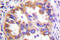 TSC Complex Subunit 2 antibody, LS-C176478, Lifespan Biosciences, Immunohistochemistry frozen image 