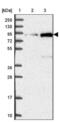 Nucleoporin GLE1 antibody, NBP2-47449, Novus Biologicals, Western Blot image 