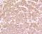 Dopa Decarboxylase antibody, NBP2-66806, Novus Biologicals, Immunohistochemistry paraffin image 