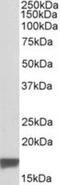 Translocator protein antibody, NB100-41398, Novus Biologicals, Western Blot image 