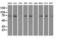 Fermitin Family Member 2 antibody, LS-B12926, Lifespan Biosciences, Western Blot image 