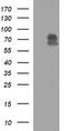 Mucosal Vascular Addressin Cell Adhesion Molecule 1 antibody, LS-C797766, Lifespan Biosciences, Western Blot image 