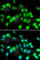 A-Kinase Anchoring Protein 5 antibody, A6520, ABclonal Technology, Immunofluorescence image 