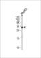 Transcription Elongation Factor A Like 2 antibody, LS-C157156, Lifespan Biosciences, Western Blot image 