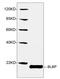 Fatty Acid Binding Protein 7 antibody, LS-C203150, Lifespan Biosciences, Western Blot image 