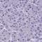 Zinc Finger And BTB Domain Containing 25 antibody, HPA054699, Atlas Antibodies, Immunohistochemistry frozen image 