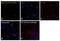 Aurora Kinase A antibody, MA5-14904, Invitrogen Antibodies, Immunofluorescence image 