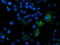 Mitochondrial Intermediate Peptidase antibody, LS-C175210, Lifespan Biosciences, Immunofluorescence image 
