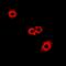FAH antibody, orb341119, Biorbyt, Immunofluorescence image 