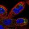 Transmembrane Protein 41B antibody, NBP1-81552, Novus Biologicals, Immunofluorescence image 