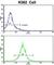 Complement Factor H Related 1 antibody, abx032899, Abbexa, Western Blot image 