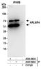 ADP Ribosylation Factor Like GTPase 6 Interacting Protein 4 antibody, A304-665A, Bethyl Labs, Immunoprecipitation image 