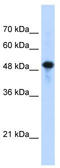 Septin 10 antibody, TA346657, Origene, Western Blot image 