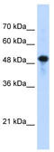 Septin 10 antibody, TA346657, Origene, Western Blot image 