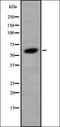 Cdk5 And Abl Enzyme Substrate 2 antibody, orb378246, Biorbyt, Western Blot image 
