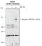Platelet Derived Growth Factor Receptor Alpha antibody, AF21141, R&D Systems, Western Blot image 