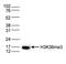 Trimethyl Histone H3K9 antibody, 49-1017, Invitrogen Antibodies, Western Blot image 