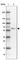 Tubulin Tyrosine Ligase Like 11 antibody, HPA021828, Atlas Antibodies, Western Blot image 