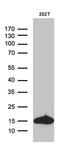 Coiled-Coil-Helix-Coiled-Coil-Helix Domain Containing 10 antibody, MA5-27531, Invitrogen Antibodies, Western Blot image 