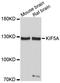 Kinesin Family Member 5A antibody, A3303, ABclonal Technology, Western Blot image 
