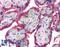 Transglutaminase 2 antibody, LS-B2235, Lifespan Biosciences, Immunohistochemistry paraffin image 