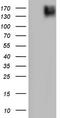 Platelet Derived Growth Factor Receptor Alpha antibody, LS-C339422, Lifespan Biosciences, Western Blot image 