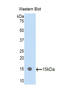 Peroxisome Proliferator Activated Receptor Alpha antibody, LS-C295870, Lifespan Biosciences, Western Blot image 