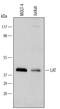 Linker For Activation Of T Cells antibody, AF6208, R&D Systems, Western Blot image 