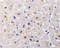 TNF Receptor Superfamily Member 6b antibody, 2140, QED Bioscience, Immunohistochemistry frozen image 