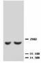 TIMP Metallopeptidase Inhibitor 2 antibody, LS-C171705, Lifespan Biosciences, Western Blot image 