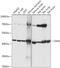 Carboxypeptidase A4 antibody, 18-055, ProSci, Western Blot image 