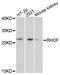 Ras Homolog Family Member F, Filopodia Associated antibody, A4786, ABclonal Technology, Western Blot image 