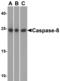 CASP-8 antibody, 11026, QED Bioscience, Western Blot image 