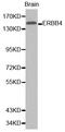 Erb-B2 Receptor Tyrosine Kinase 4 antibody, STJ111021, St John