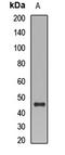 CD177 Molecule antibody, LS-C668816, Lifespan Biosciences, Western Blot image 