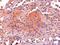 Proopiomelanocortin antibody, GTX89560, GeneTex, Immunohistochemistry paraffin image 