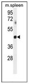 G Protein Subunit Alpha Transducin 2 antibody, AP51876PU-N, Origene, Western Blot image 