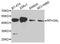 RPH3AL antibody, abx005626, Abbexa, Western Blot image 