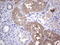 MAD2L1 Binding Protein antibody, LS-C790410, Lifespan Biosciences, Immunohistochemistry paraffin image 