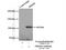 Serine/threonine-protein kinase D3 antibody, 12785-1-AP, Proteintech Group, Immunoprecipitation image 