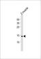 GABA Type A Receptor Associated Protein Like 2 antibody, MBS9213627, MyBioSource, Western Blot image 