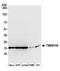 Transmembrane Protein 109 antibody, A305-730A-M, Bethyl Labs, Western Blot image 