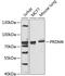 PR/SET Domain 6 antibody, 23-224, ProSci, Western Blot image 