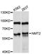 N-Myristoyltransferase 2 antibody, abx126984, Abbexa, Western Blot image 