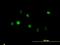 Annexin A5 antibody, LS-B5377, Lifespan Biosciences, Immunofluorescence image 